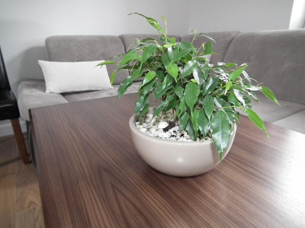Pod Modrzewiami Apartment Krynica Zdroj Bagian luar foto